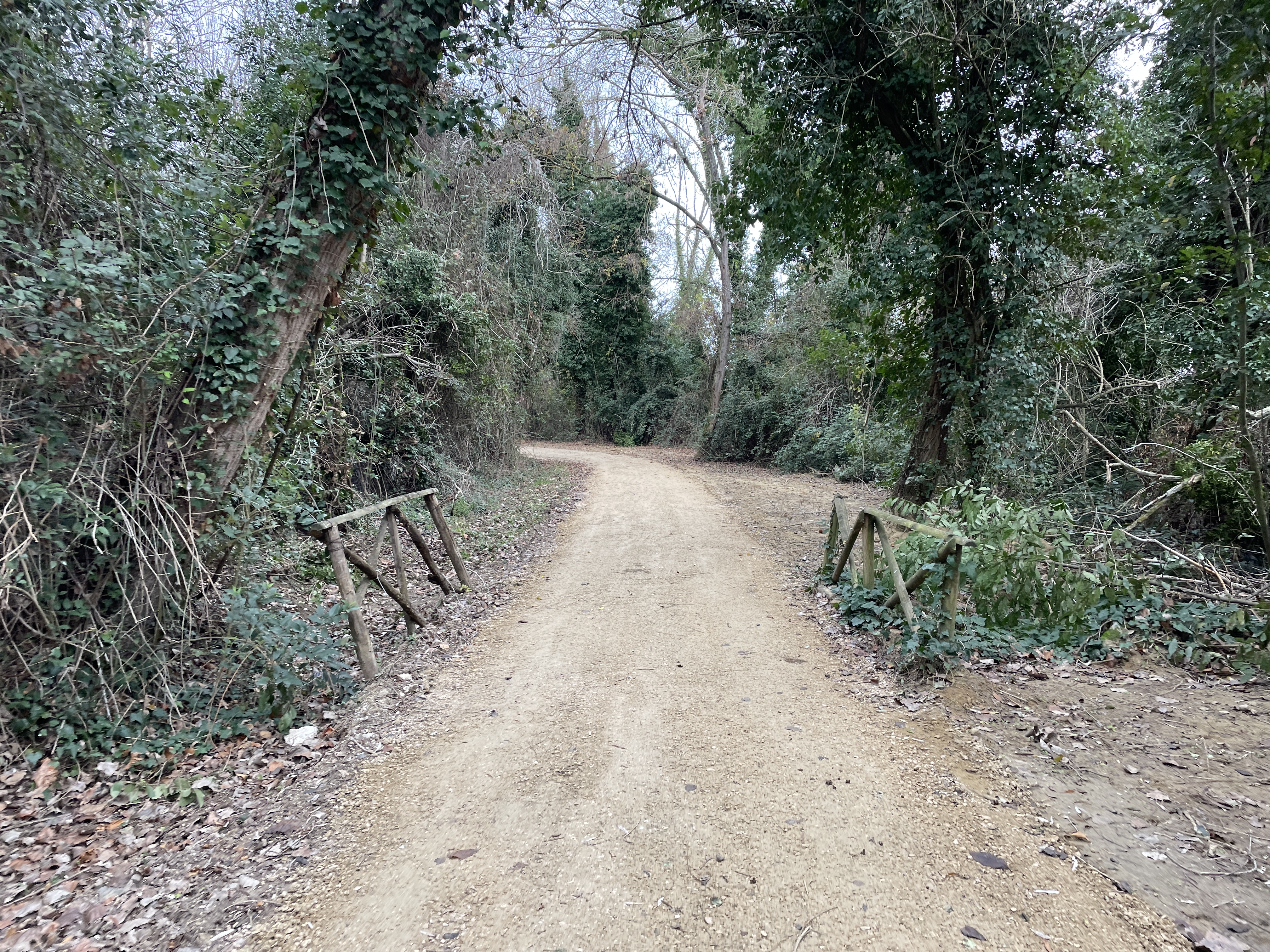 Schotterweg zwischen Zäunen und dichter Vegetation mit verschlungenen Bäumen und Sträuchern. Gefallene Blätter auf dem Boden an den Seiten.